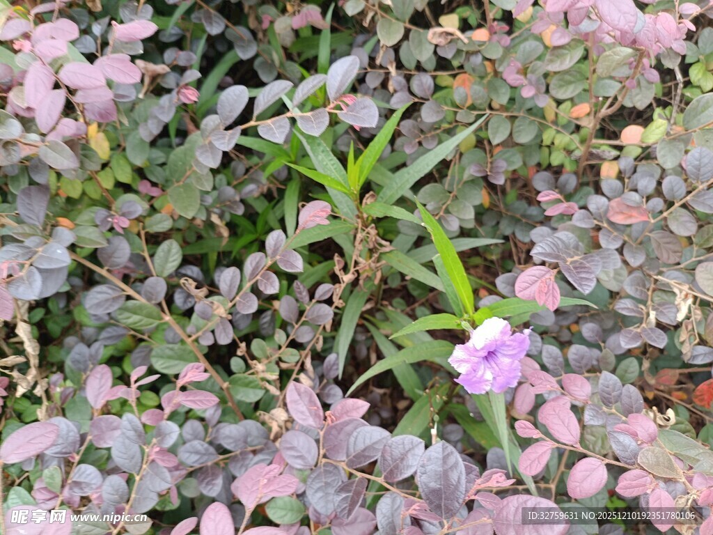 粉色花卉与绿叶的自然景致