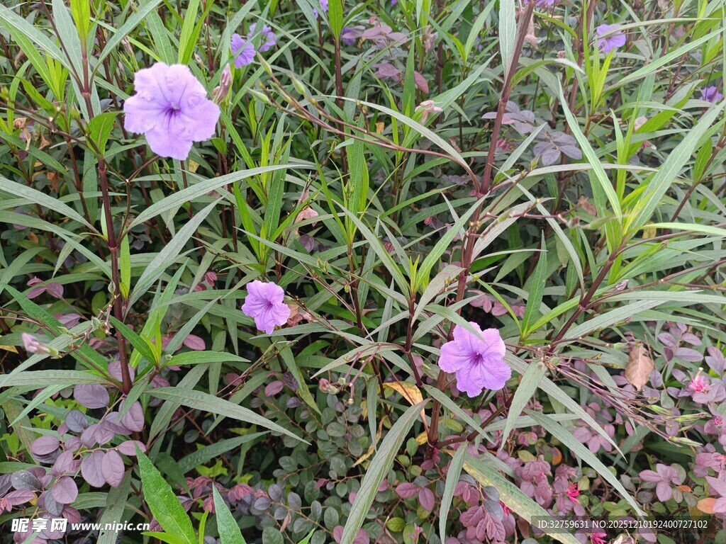 紫色小花绽放于绿叶间