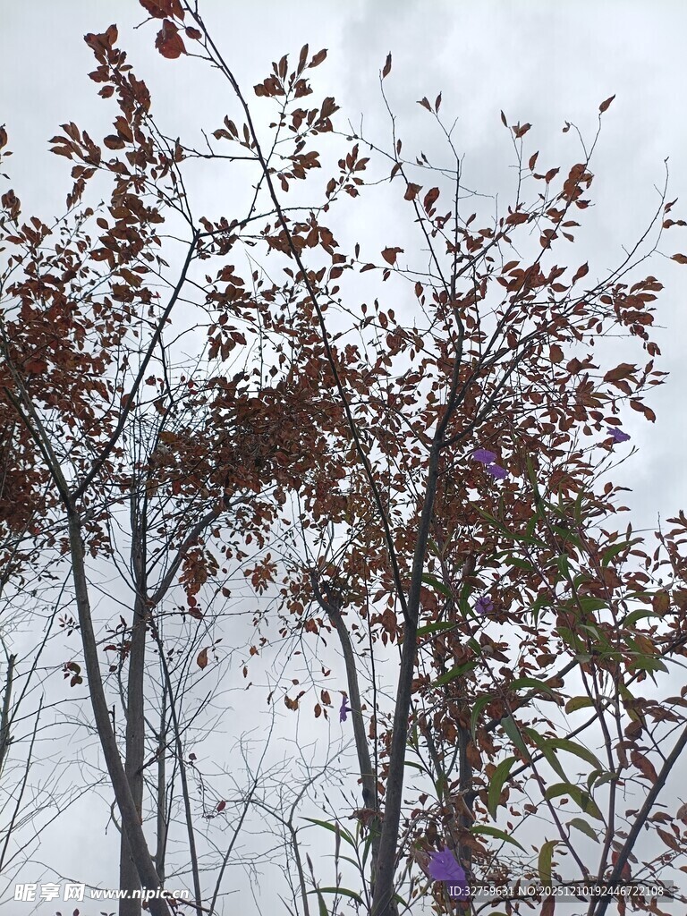 冬日枝头枯叶景象