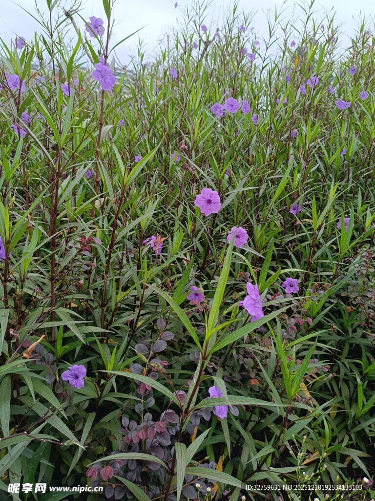 紫色野花盛开的繁茂草地
