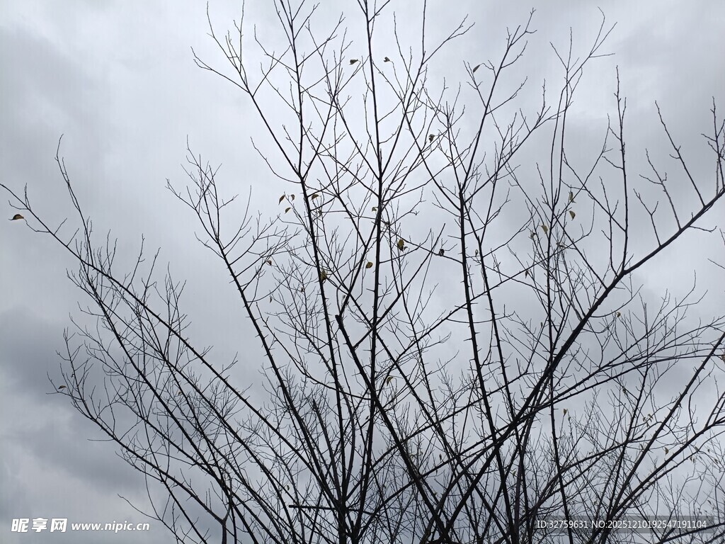 冬日枯树与阴沉天空