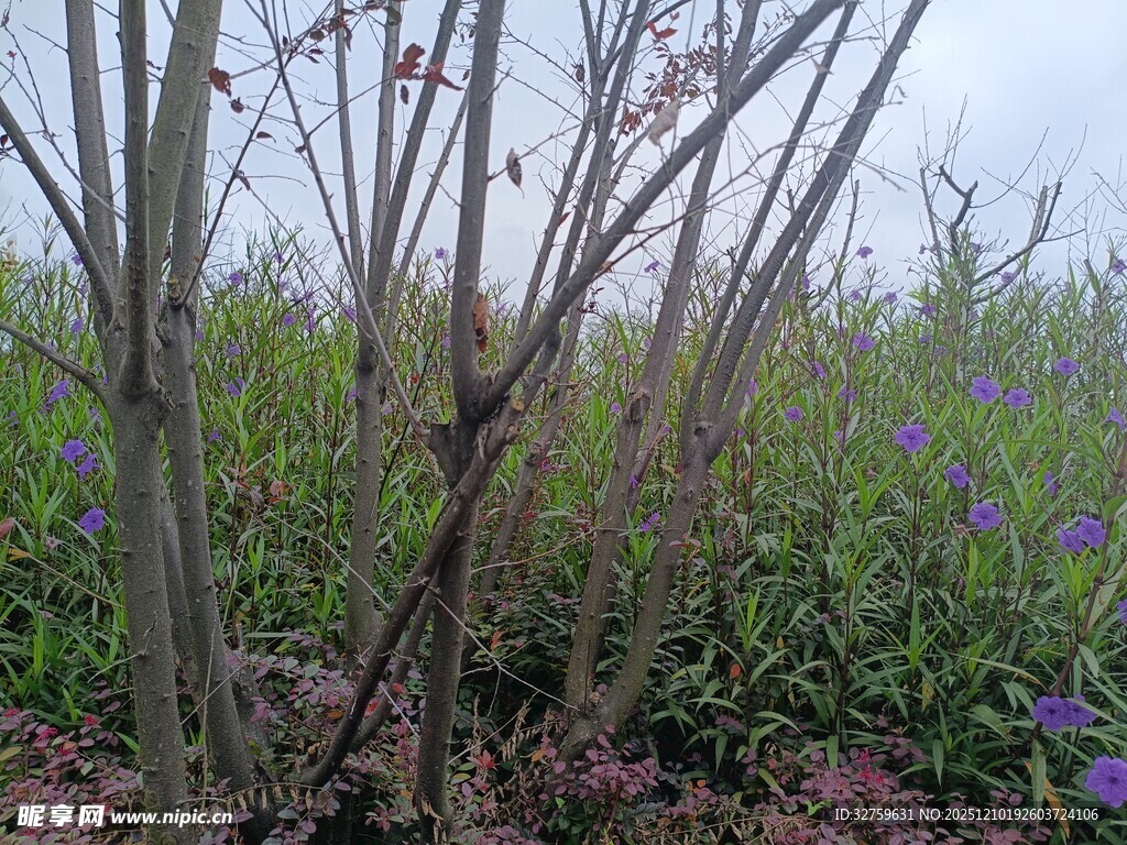 野外繁茂的花草与枯枝干