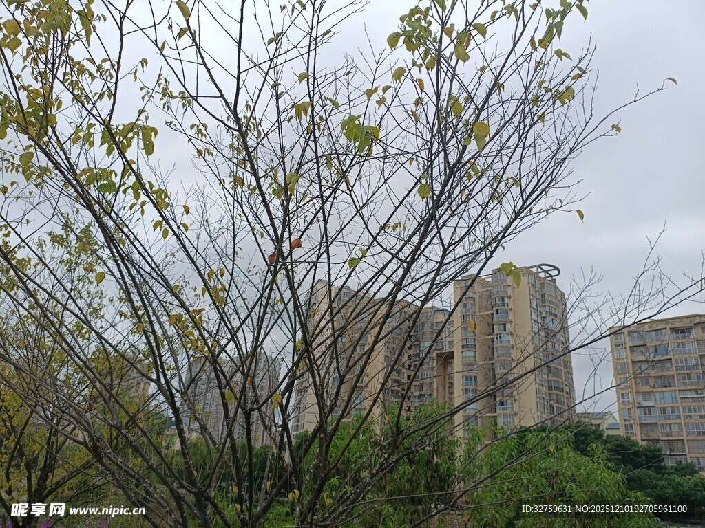 城市中树木与高楼景象