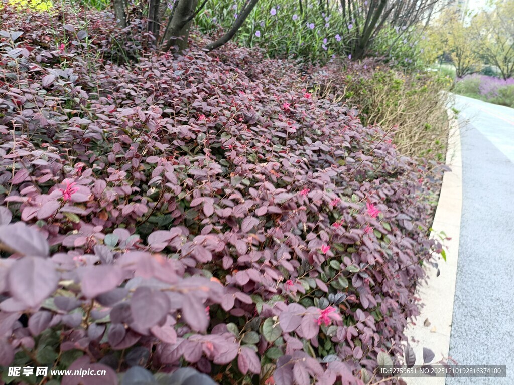 路边紫叶植物景观