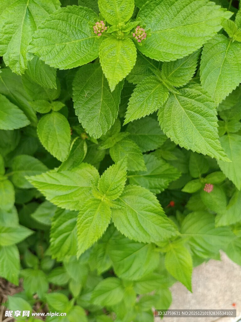 翠绿鲜嫩的薄荷植物