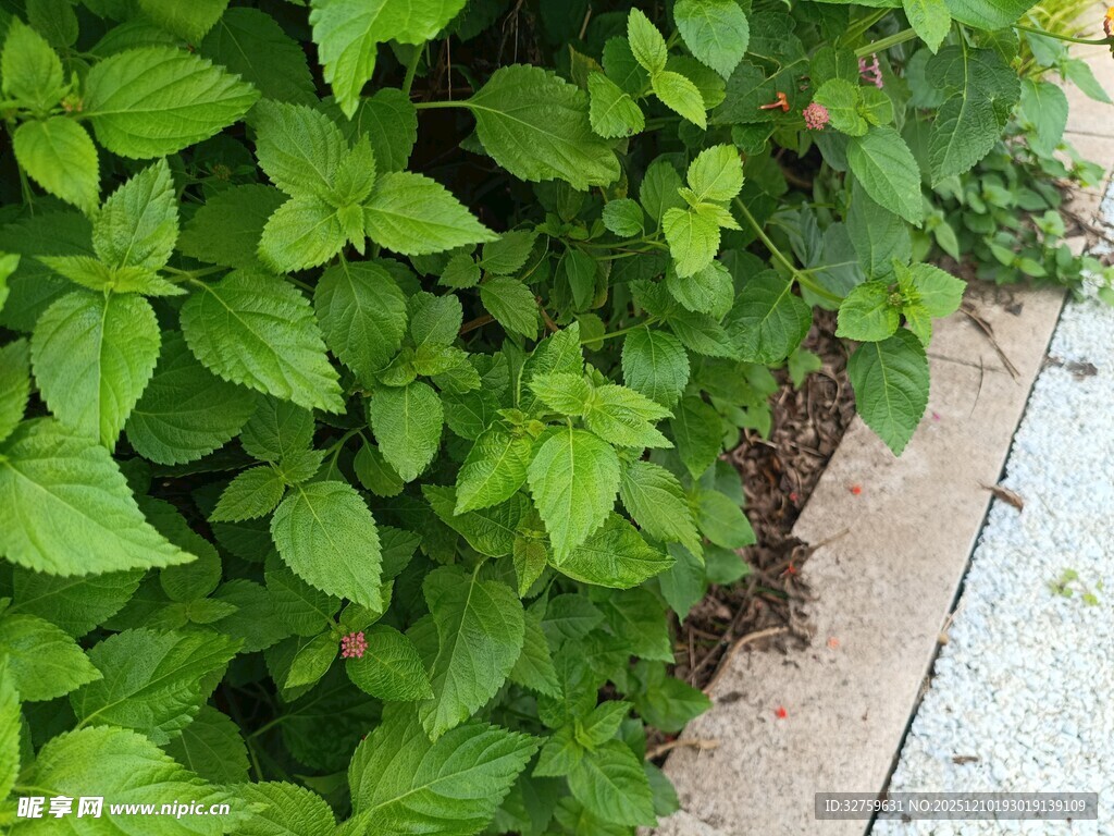 路边翠绿植物生机盎然