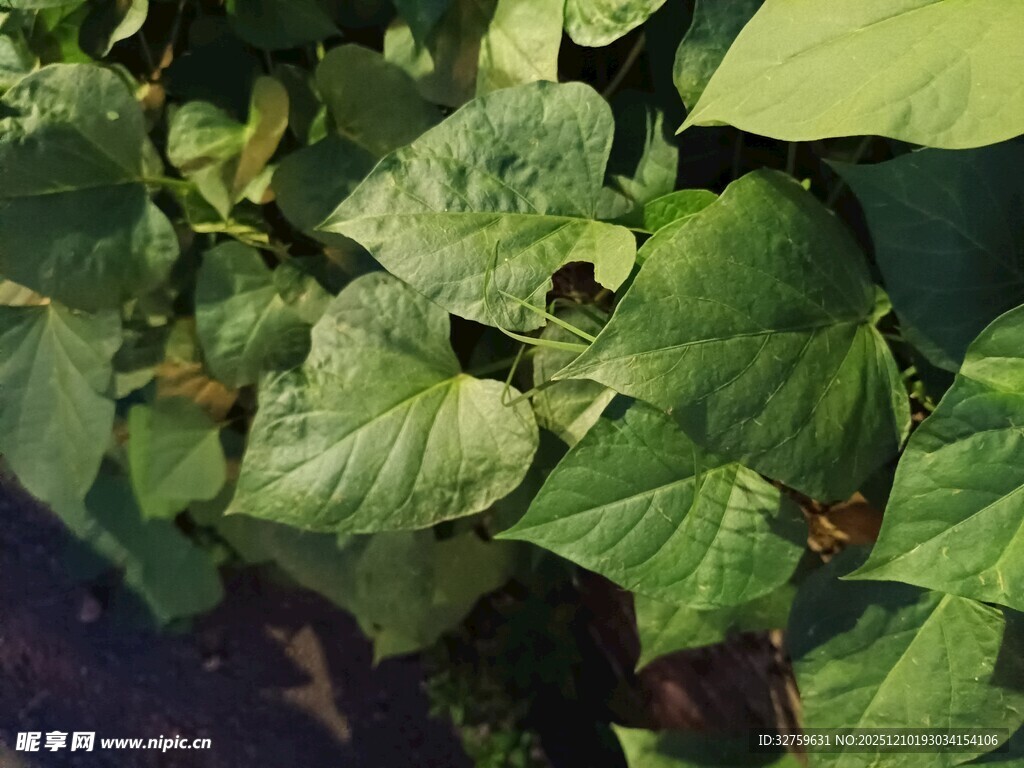 翠绿叶片展现自然生机