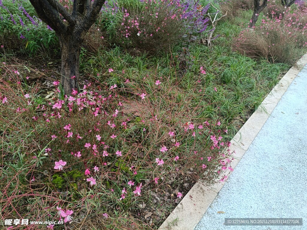 路边绽放的烂漫粉色小花