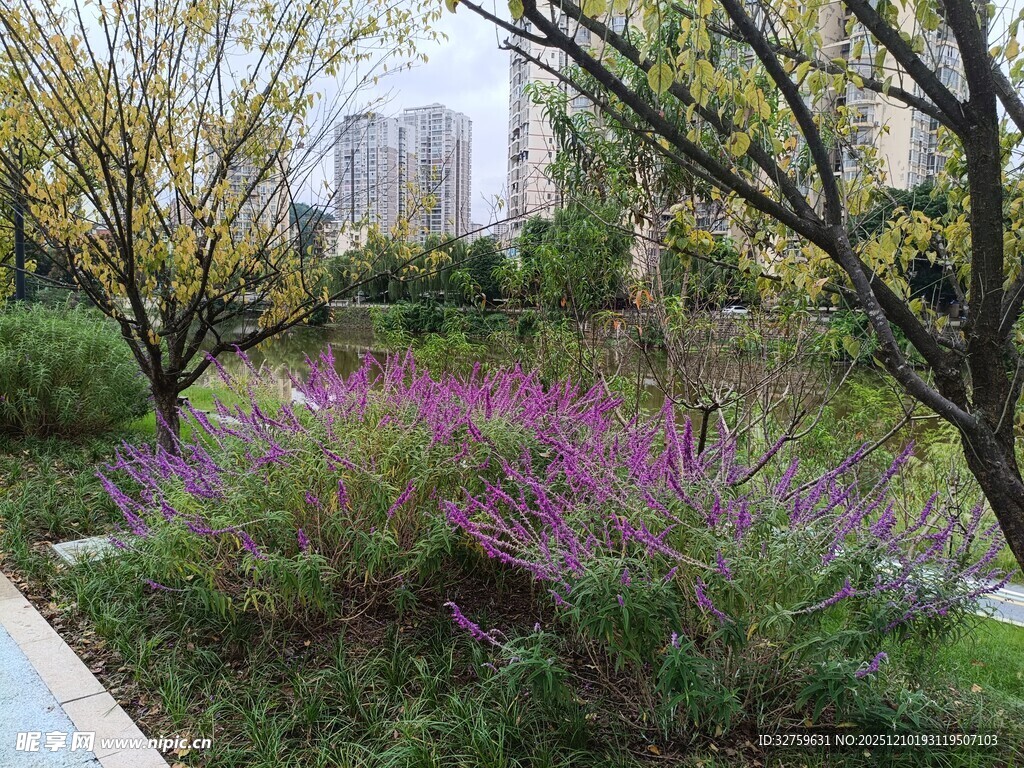 春日繁花盛开的城市绿地