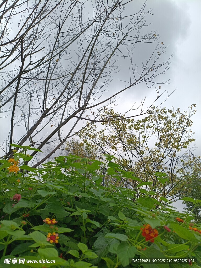 阴天中的繁茂绿植与花朵