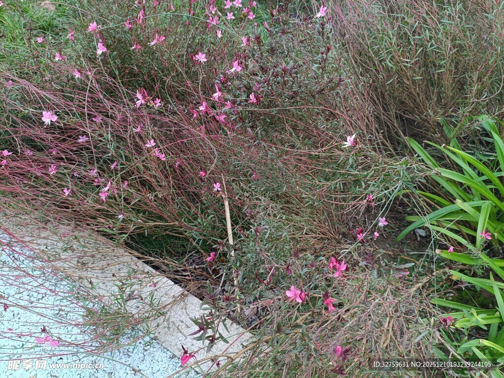 路边绽放的粉色小花