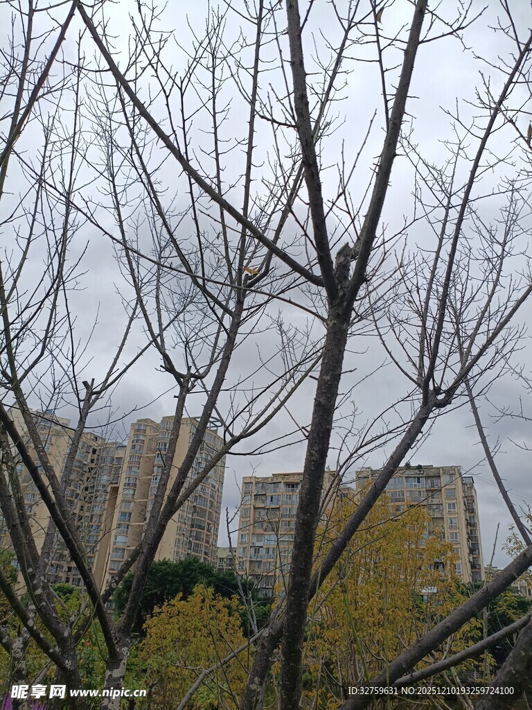 冬日枯树后的建筑物