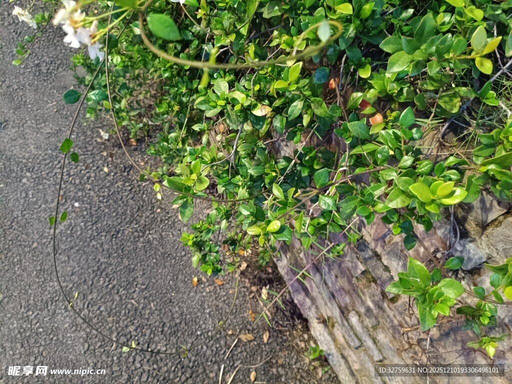 路边翠绿植物生机盎然