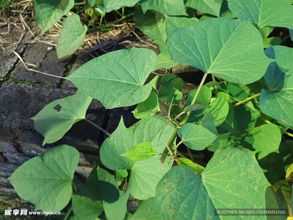 翠绿瓜叶生机盎然