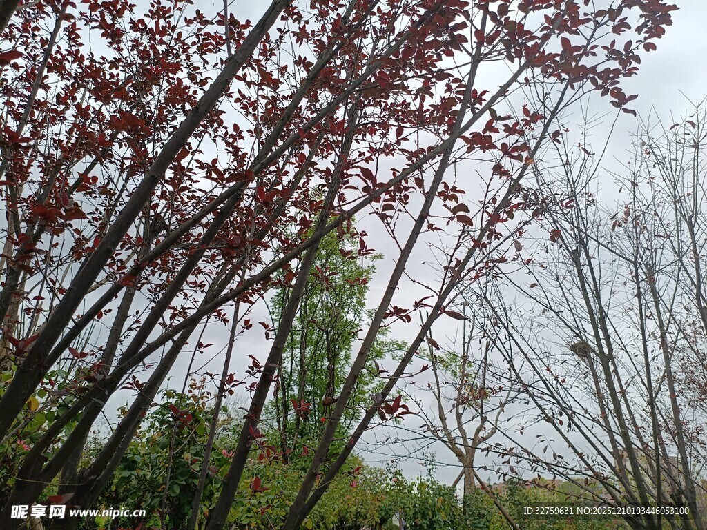 枝头红叶映朦胧天色