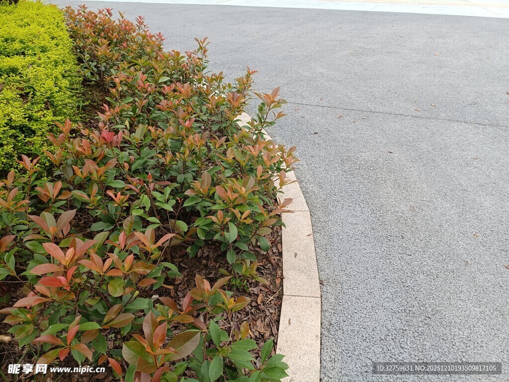 路边多彩灌木丛景观