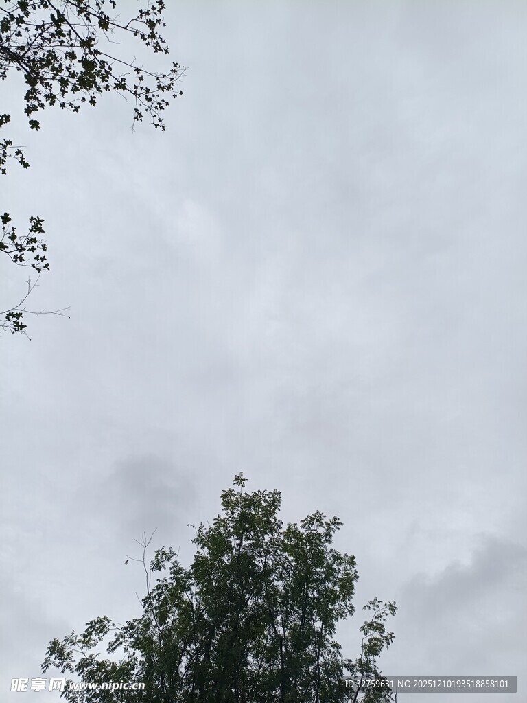 阴天中的树木与天空