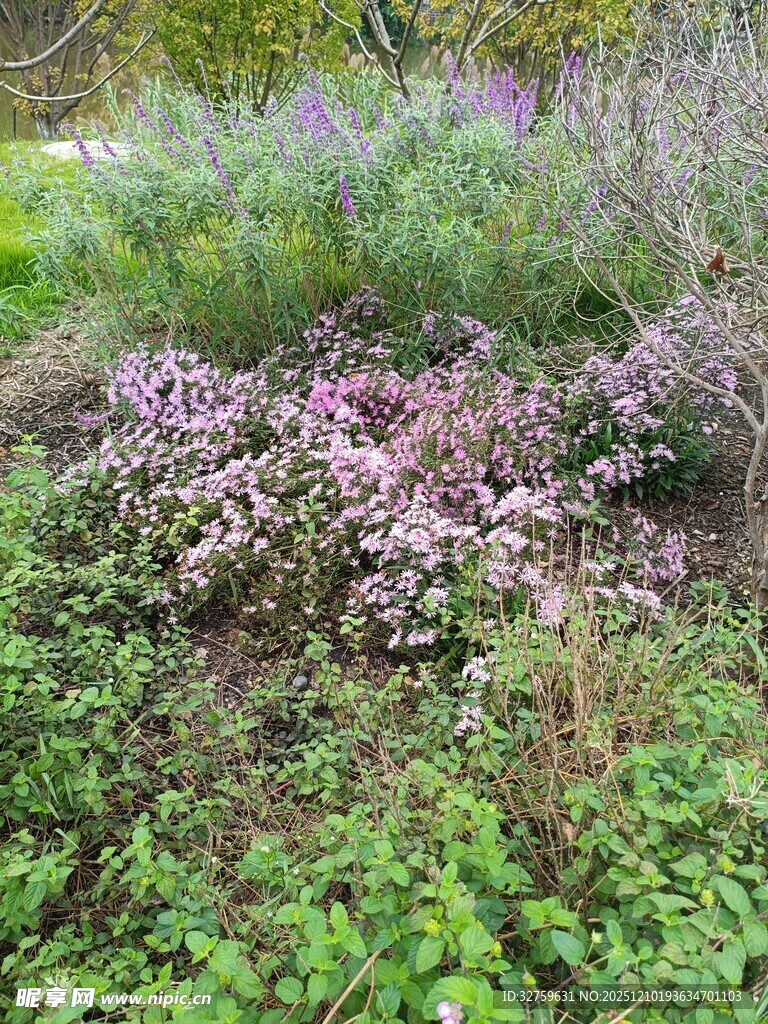 繁花盛开的绿植景观