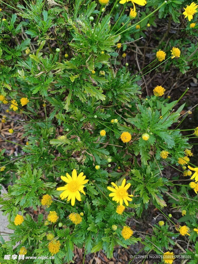 黄色小花绽放于绿叶间