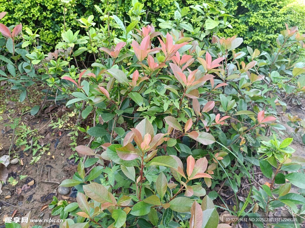 多彩叶片的绿植景观