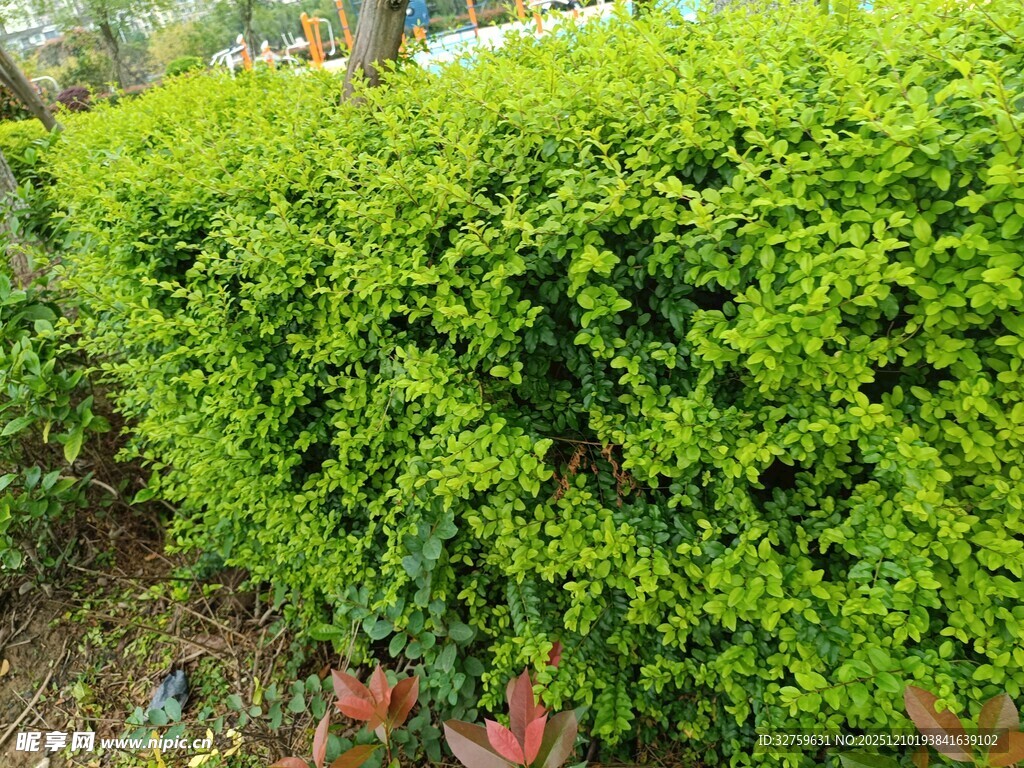 翠绿繁茂的修剪灌木