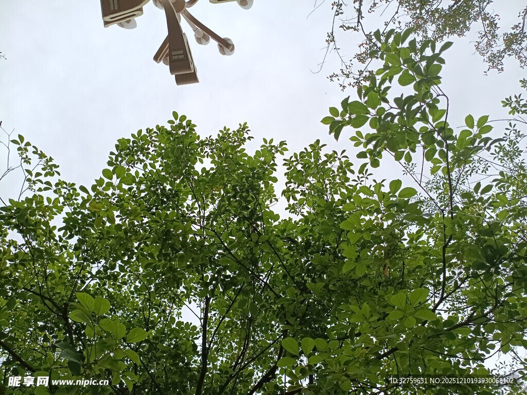 空中飞鸟与繁茂绿树