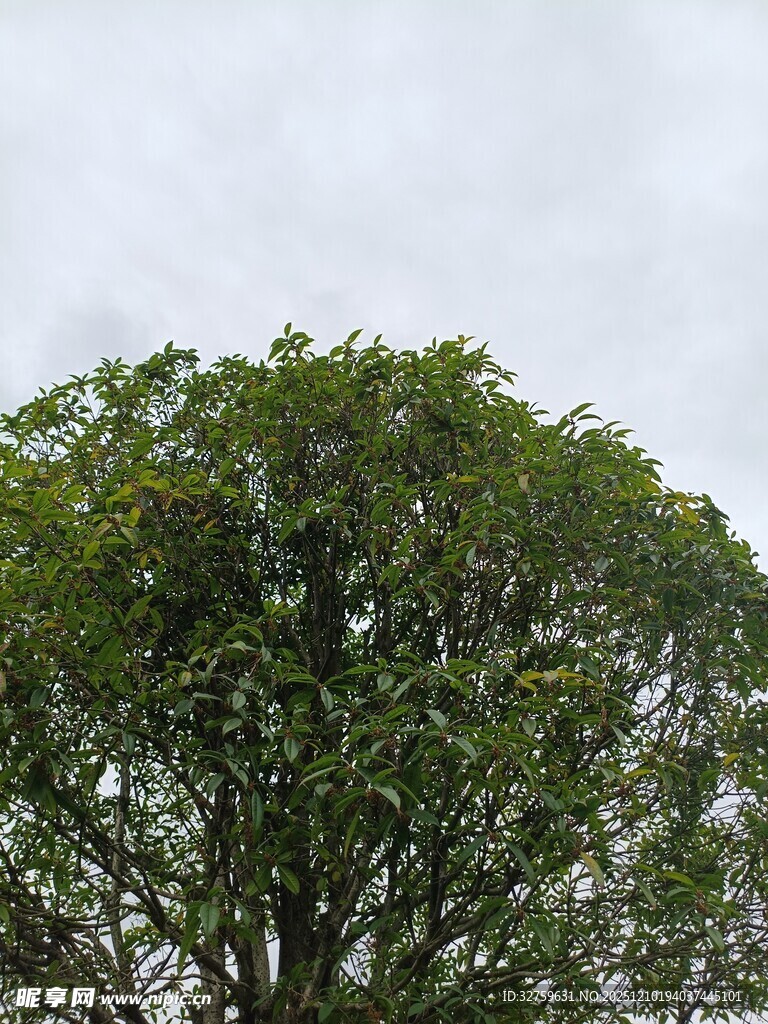 高大葱郁的树木