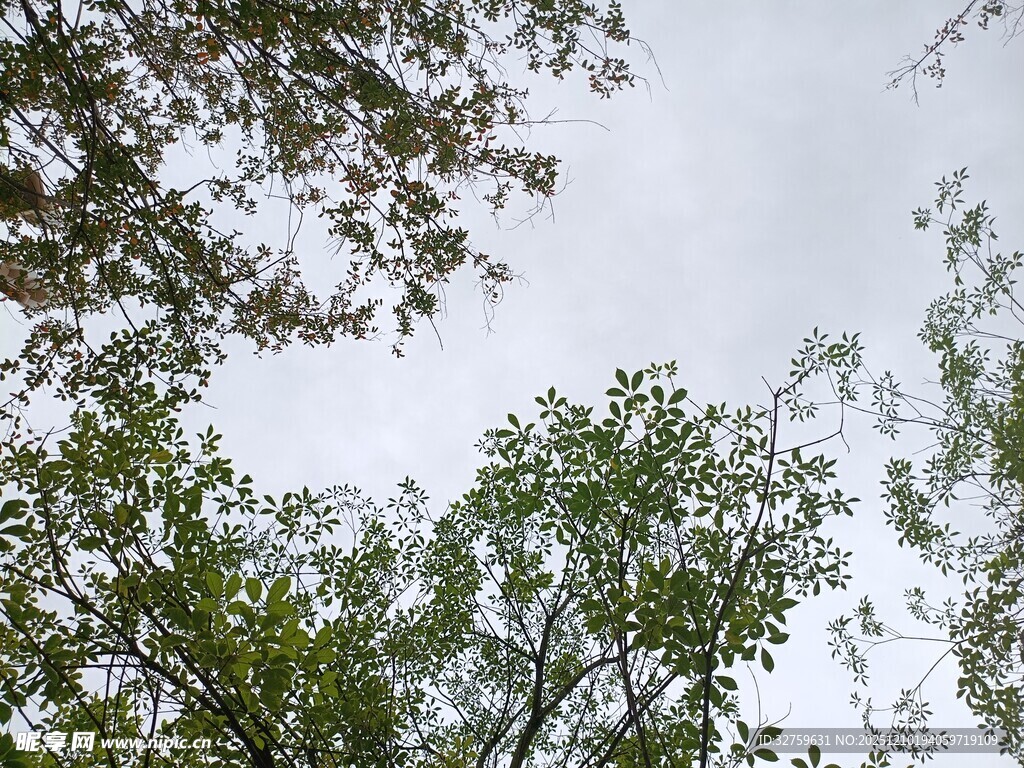 仰视繁茂绿树与天空