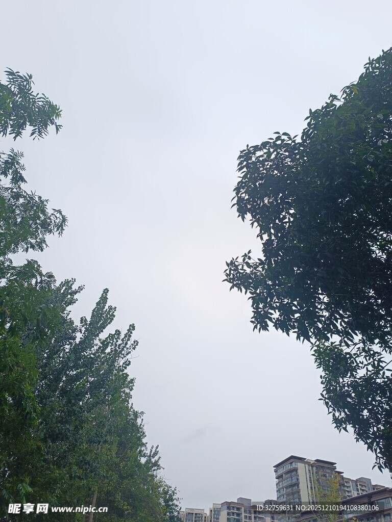 绿树掩映下的城市天际