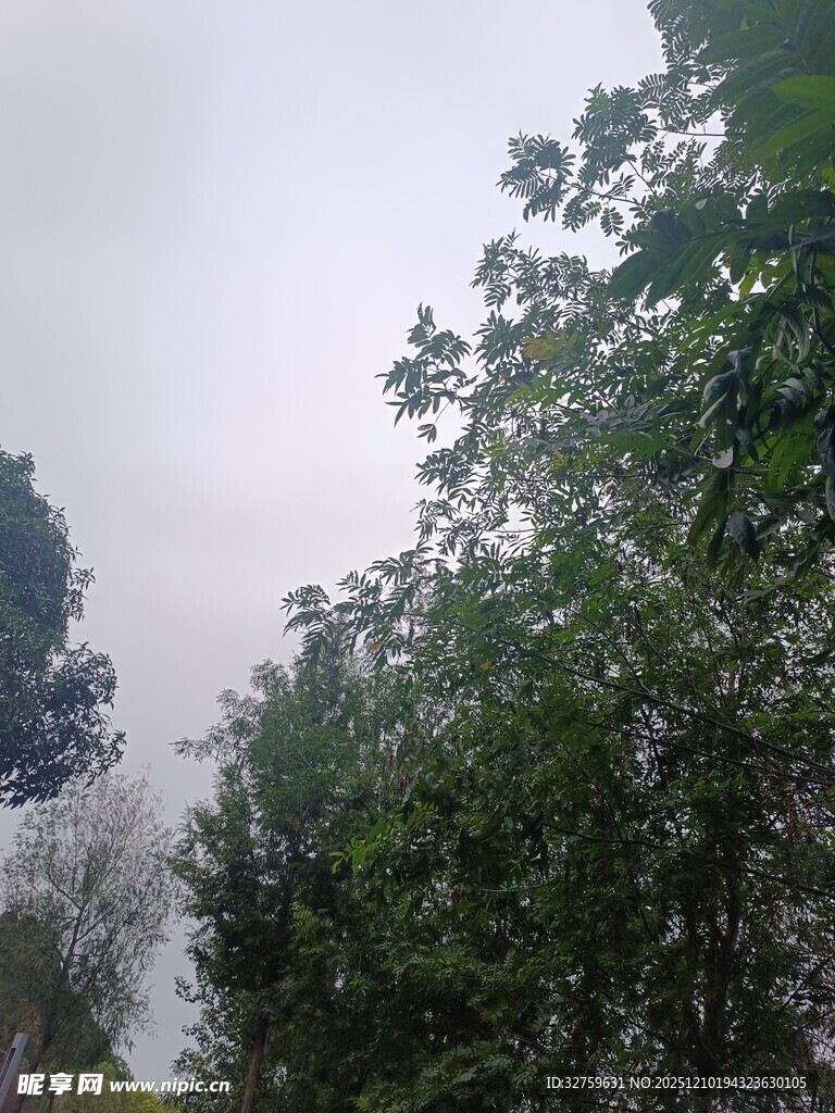 阴天中的葱郁树木