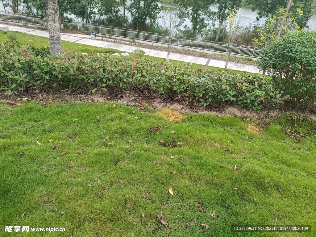 路边翠绿草坪与灌木