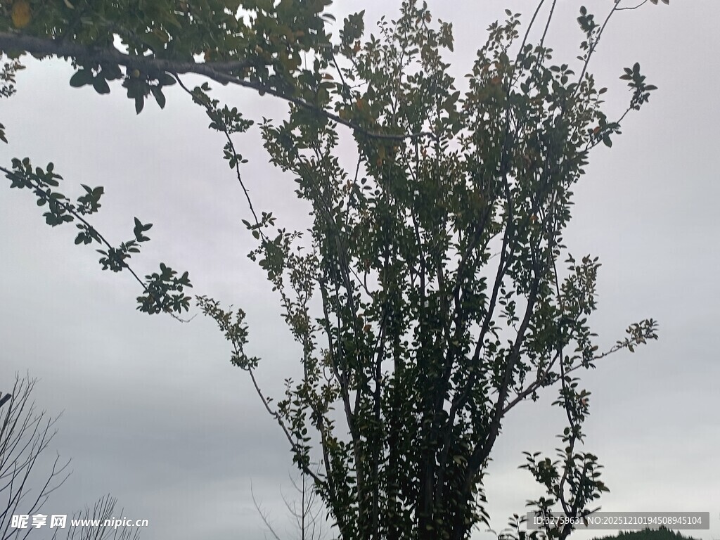枝头绿叶映灰白天空
