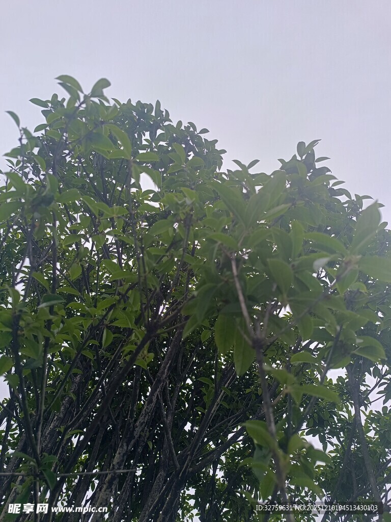雨中繁茂绿树
