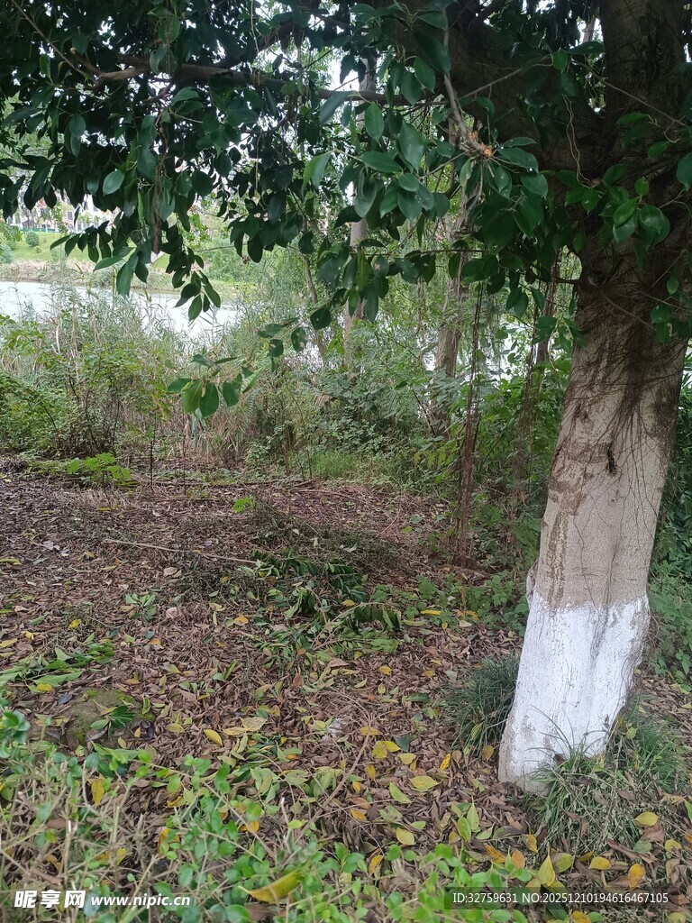 乡村树下的自然景致