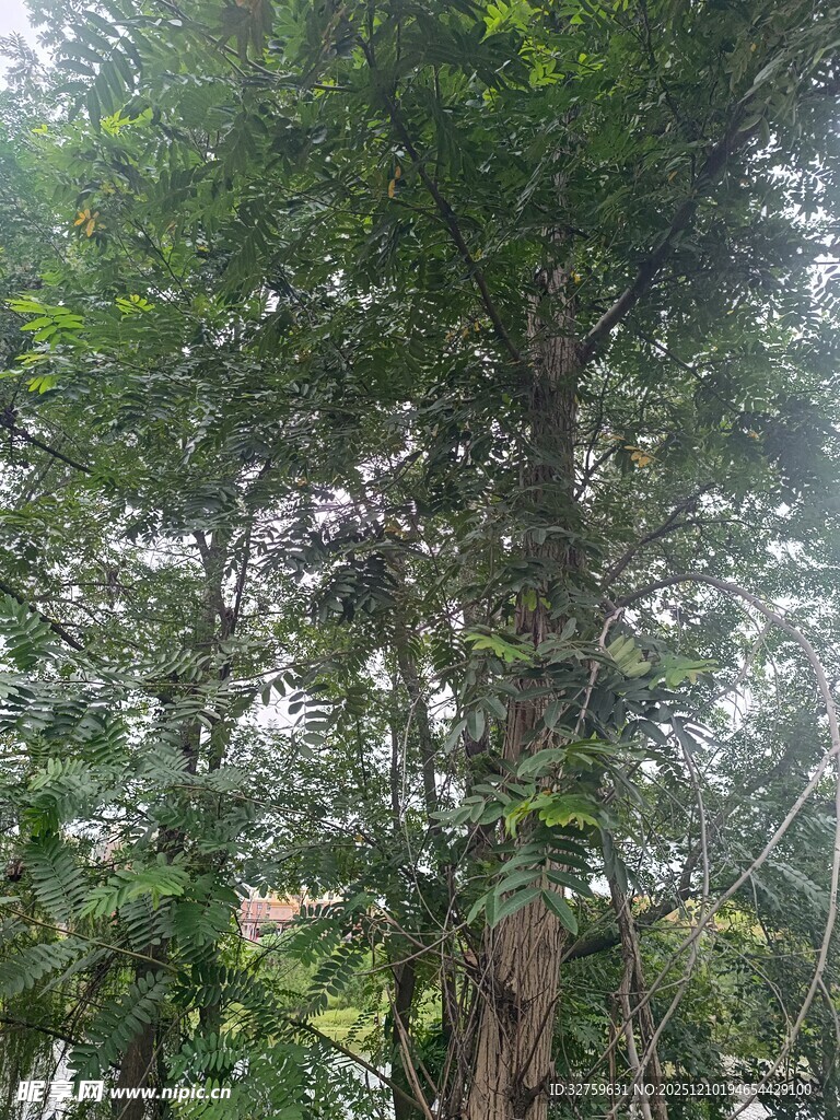 茂密树林中的高大树木