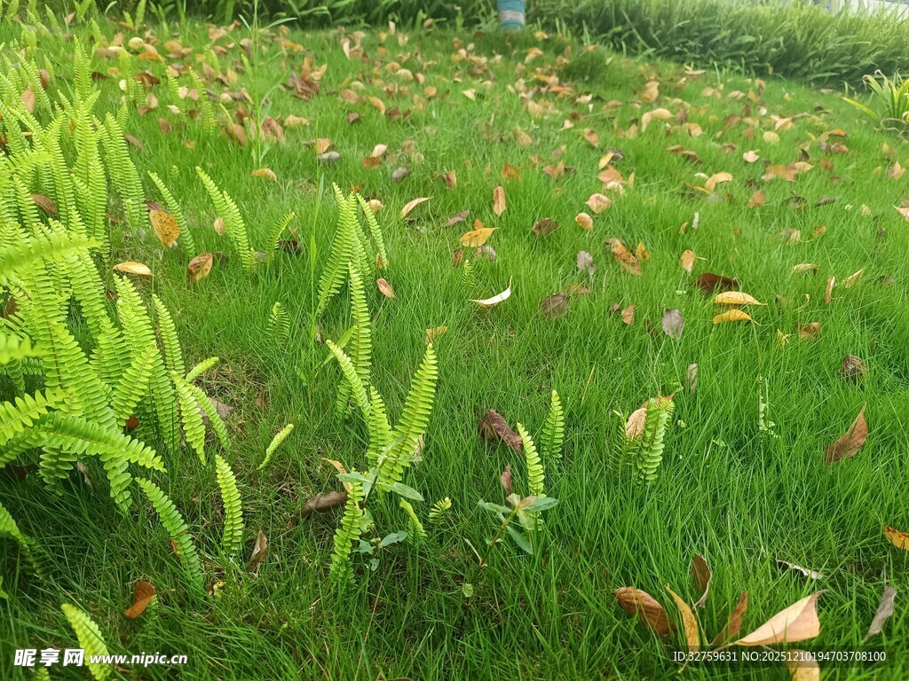 翠绿草地间的多彩落叶