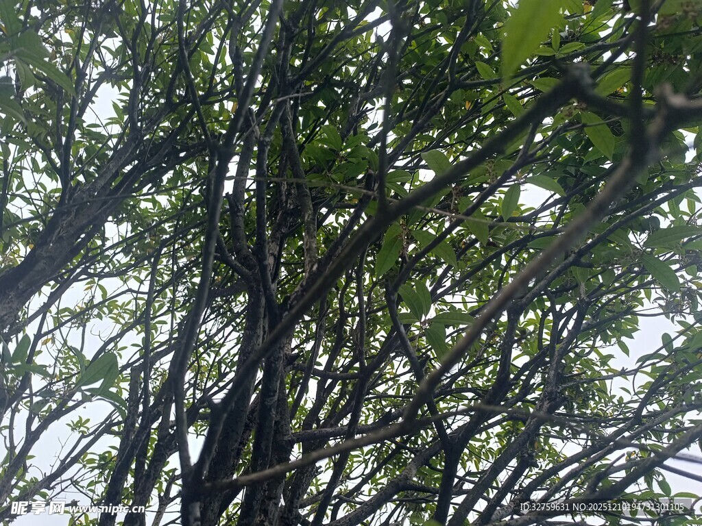 仰视茂密树林树冠