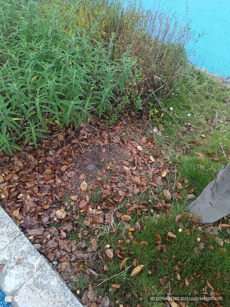 岸边草地与落叶景象