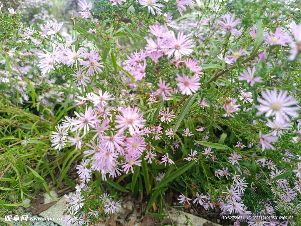 粉色小花绽放于绿叶间