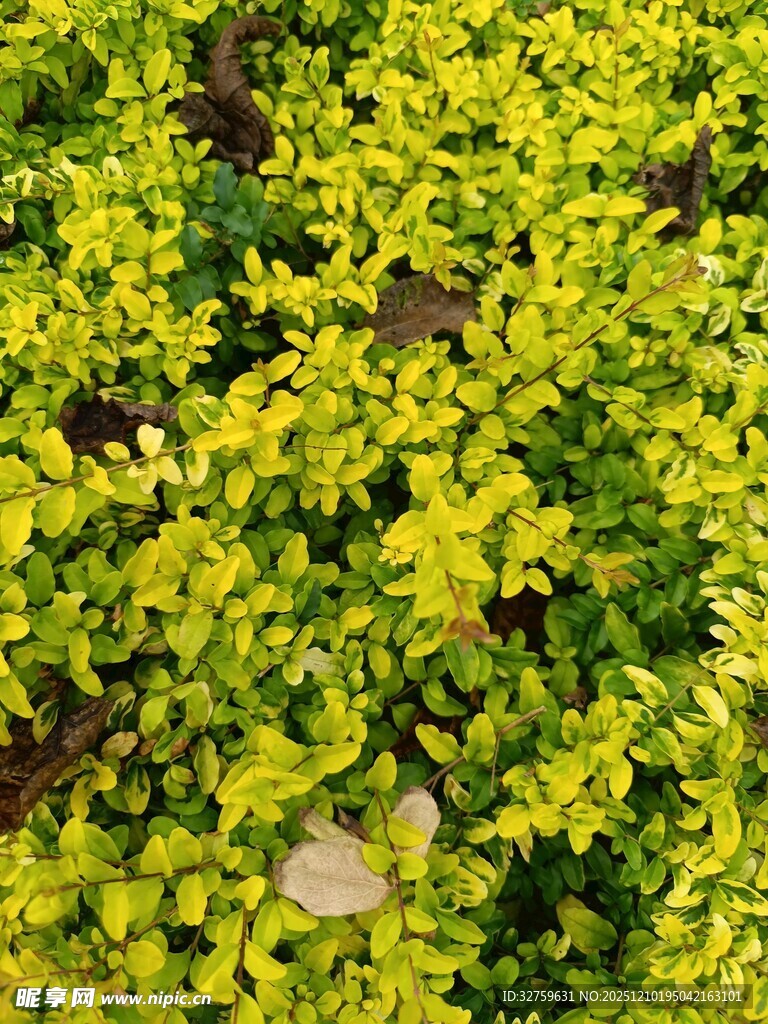 翠绿鲜亮的密集黄色植物