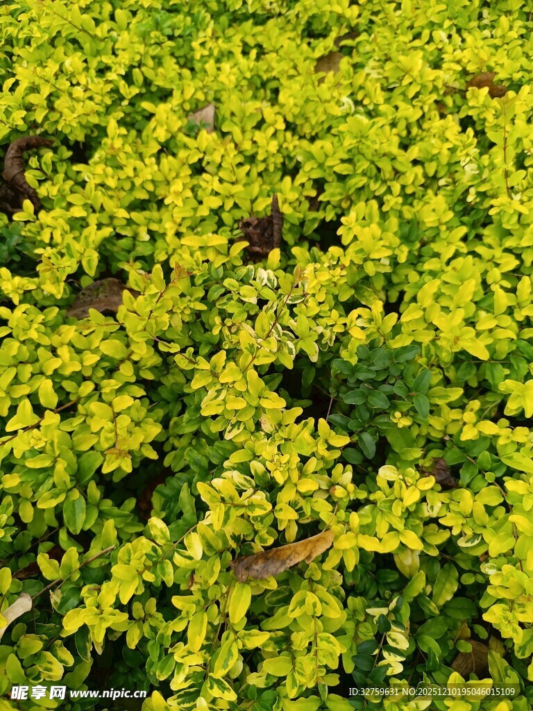 金黄繁茂植物景观