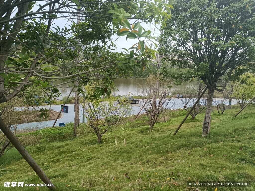 绿意盎然的河畔草地景观