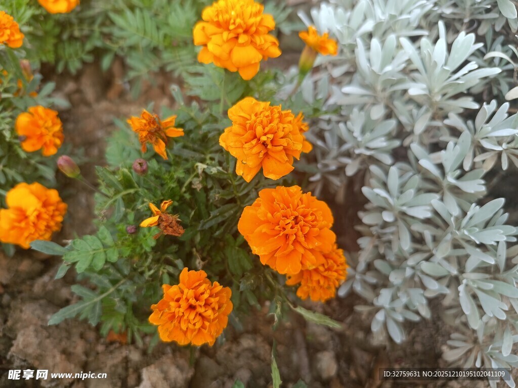 橙色万寿菊与银叶菊共生