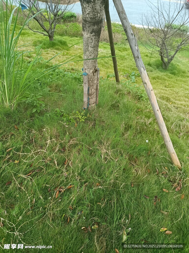户外草地中的简易木支架