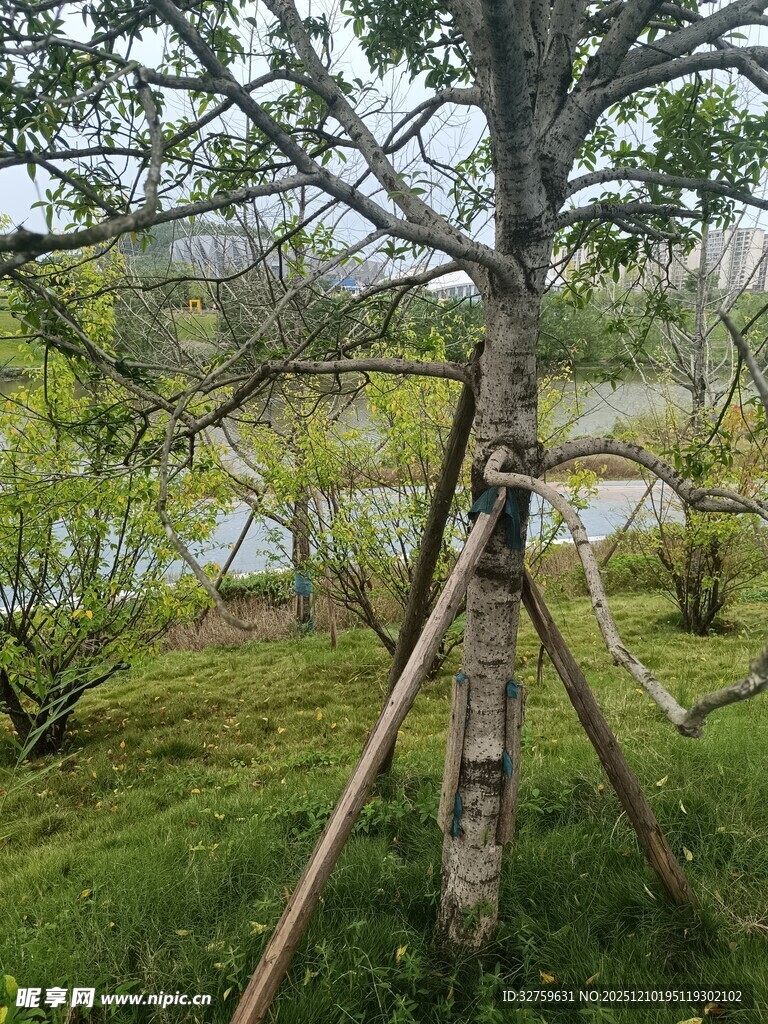 野外三脚架支撑的树木观测