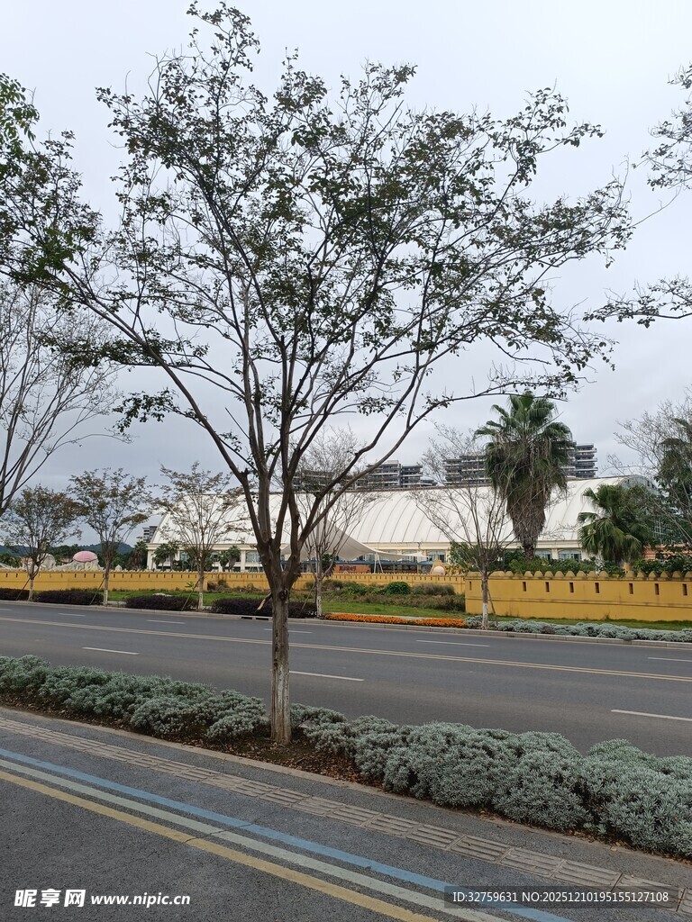 道路旁的孤树与绿植景观