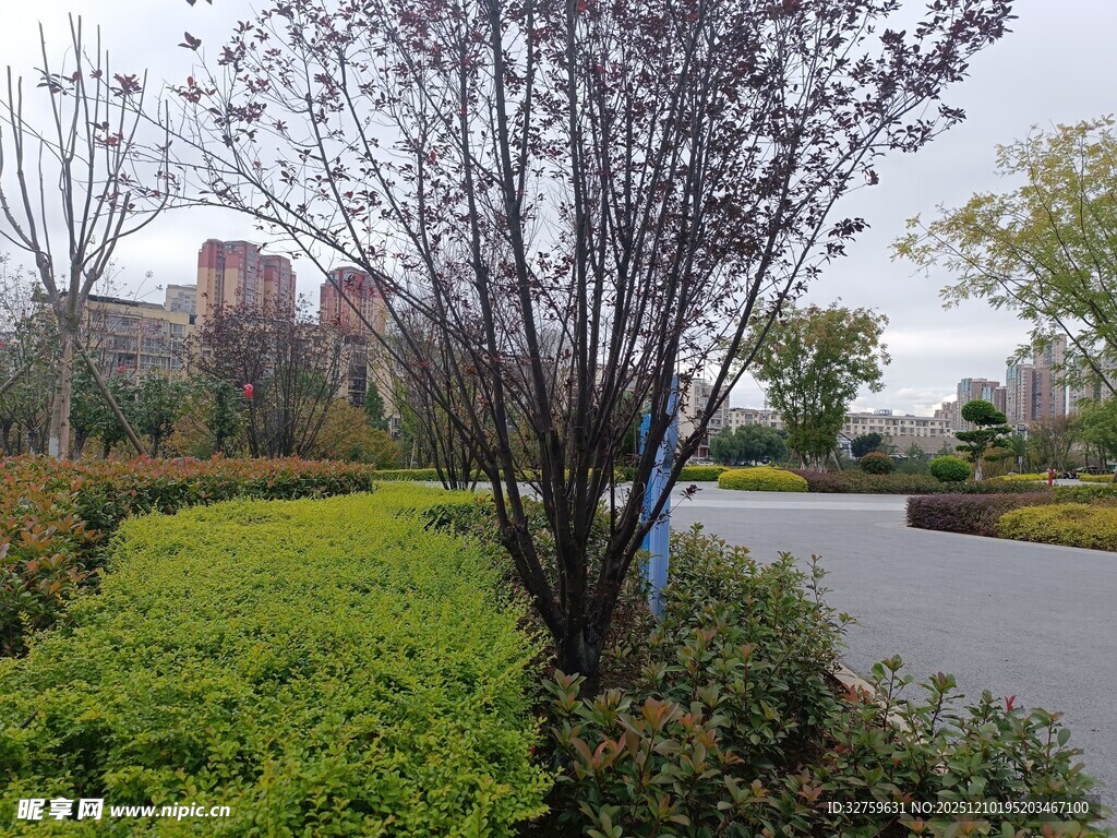 城市路边绿植景观