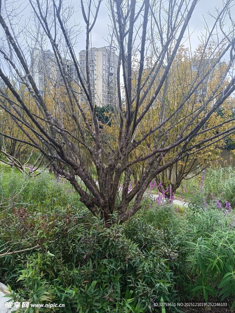 户外光秃树木与绿植景观