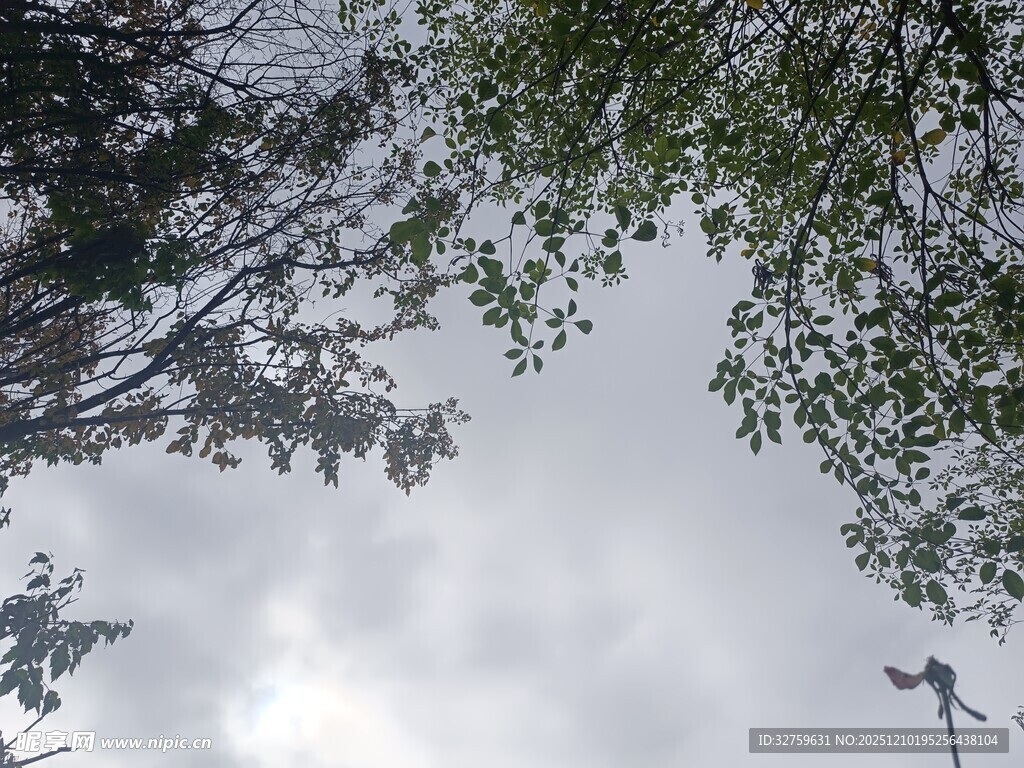 仰视天空中的繁茂枝叶