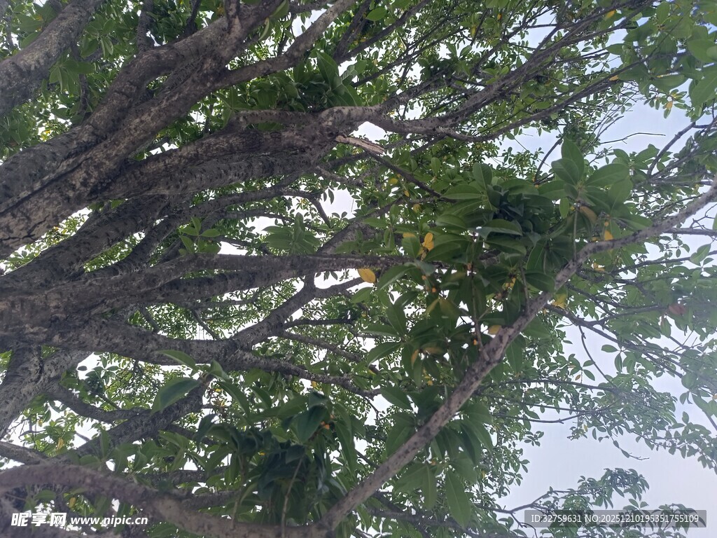 仰视繁茂树冠景象